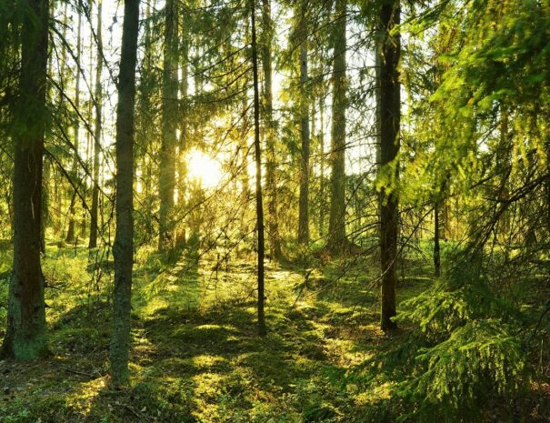Schweden Wald Wandern Ferien Ferienhaus Ferienhäuser Erholung Entspannung Urlaub Picknick
